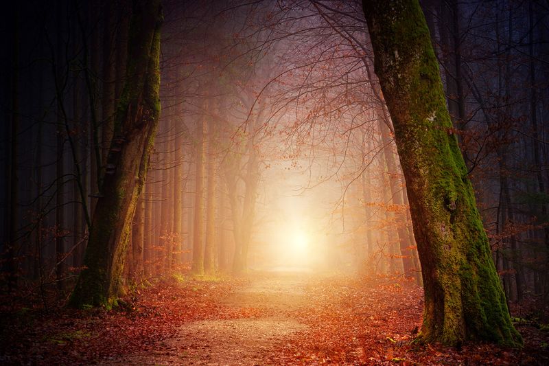 File:Pathway through trees.jpg